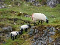 Schaf mit zwei Lämmer - Connemara, Co. Galway